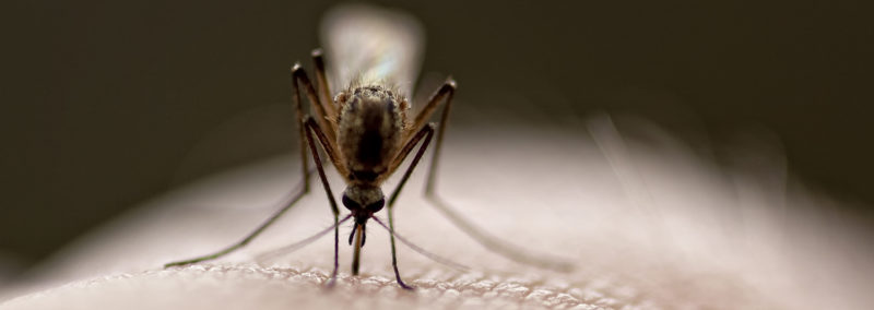 Nachweise in Mücken hierzulande gab es schon länger. Nun gibt es eine bestätigte Sindbis-Virus-Infektion bei einem Mann in Baden-Württemberg. Ärztinnen und Ärzte sollen auf entsprechende Symptome achten, meldet das Robert Koch-Institut.