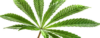 Cannabis_AdobeStock_137501376