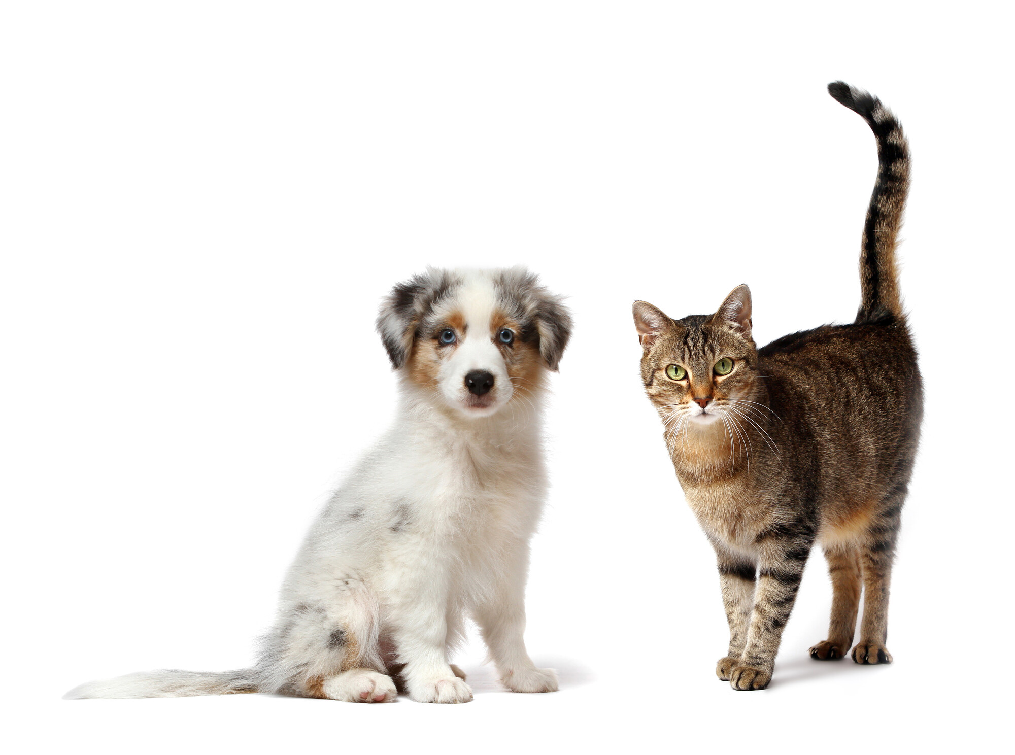 Sonnenschutz ist auch für Haus- und Nutztiere wichtig. Vor allem Tiere mit hellem, kurzem oder dünnem Fell können leicht einen Sonnenbrand bekommen.